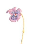 Bloem
